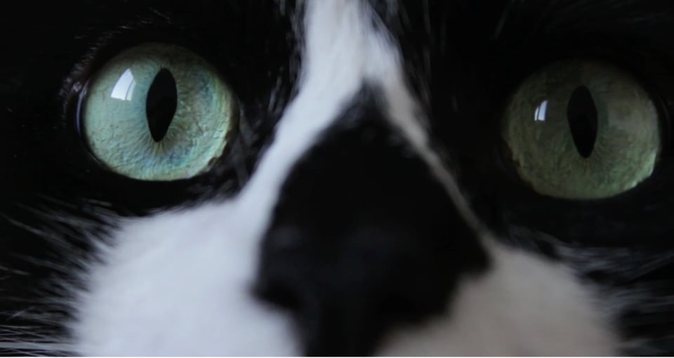 Animalaise - Becoming Animal in Experimental Cinema