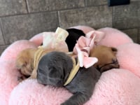 Litter Introduction