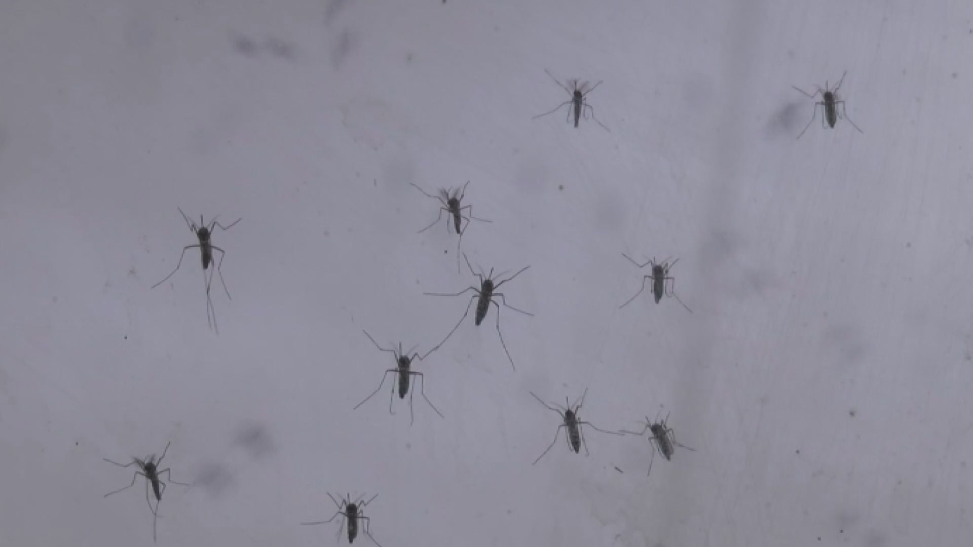 West Nile, il Comune di Bologna rafforza la vigilanza