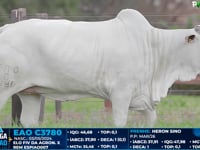 Lote 20