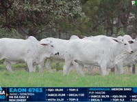 Lote 19