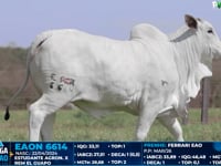Lote 17