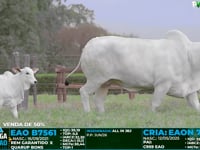 Lote 2000