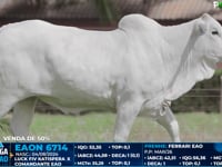 Lote 15