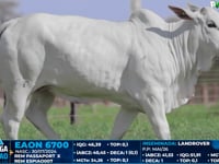 Lote 14