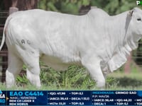 Lote 13