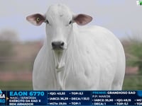 Lote 12