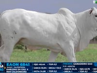 Lote 11