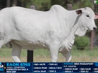 Lote 08