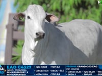 Lote 07