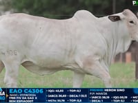 Lote 06