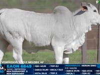 Lote 04