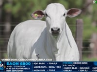 Lote 03