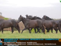 Lote M02