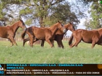 Lote M01