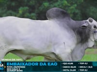 Lote 3000