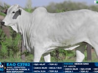 Lote 18