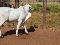 Lote 17