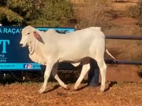 Lote 18