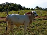 Lote 06