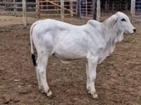 Lote 07