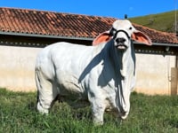 Lote 101