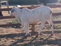 Lote 19