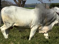 Lote 105