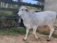 Lote 02
