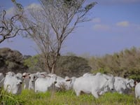 Geral Fêmeas<br>Tabapuã do Córrego