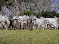 Geral Touros<br>Tabapuã do Córrego