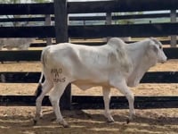 Lote 20
