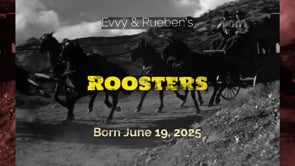 Evvy & Rueben's Roosters