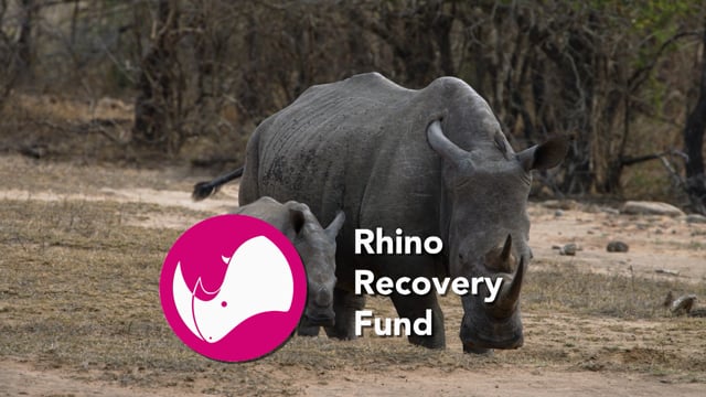 Rhino Recovery Fund