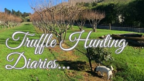 Truffle Hunting Diaries, Part 1