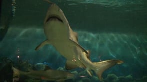Aquarium Videos