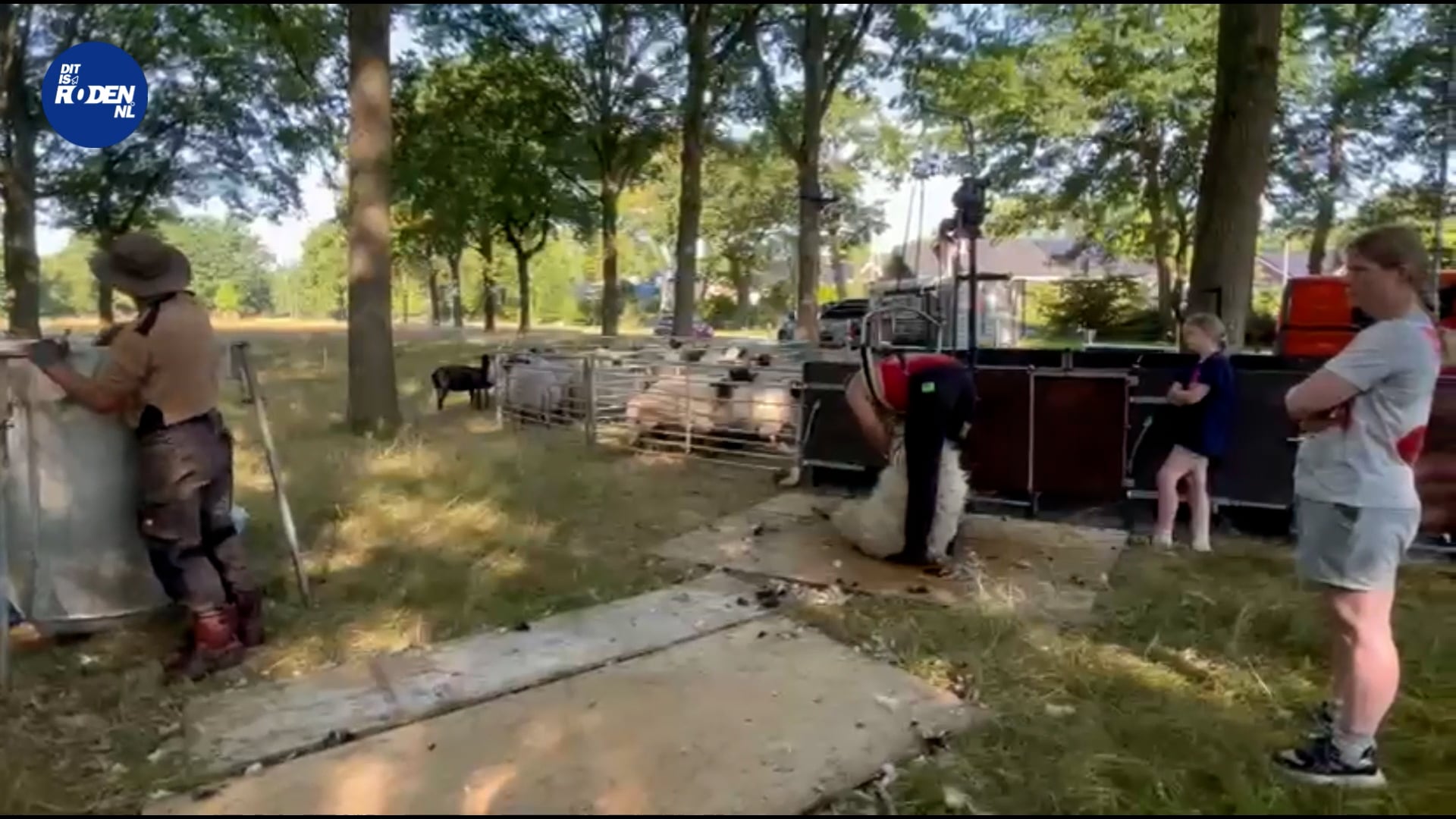 Schaap scheren - Nico Buitenkamp.2025