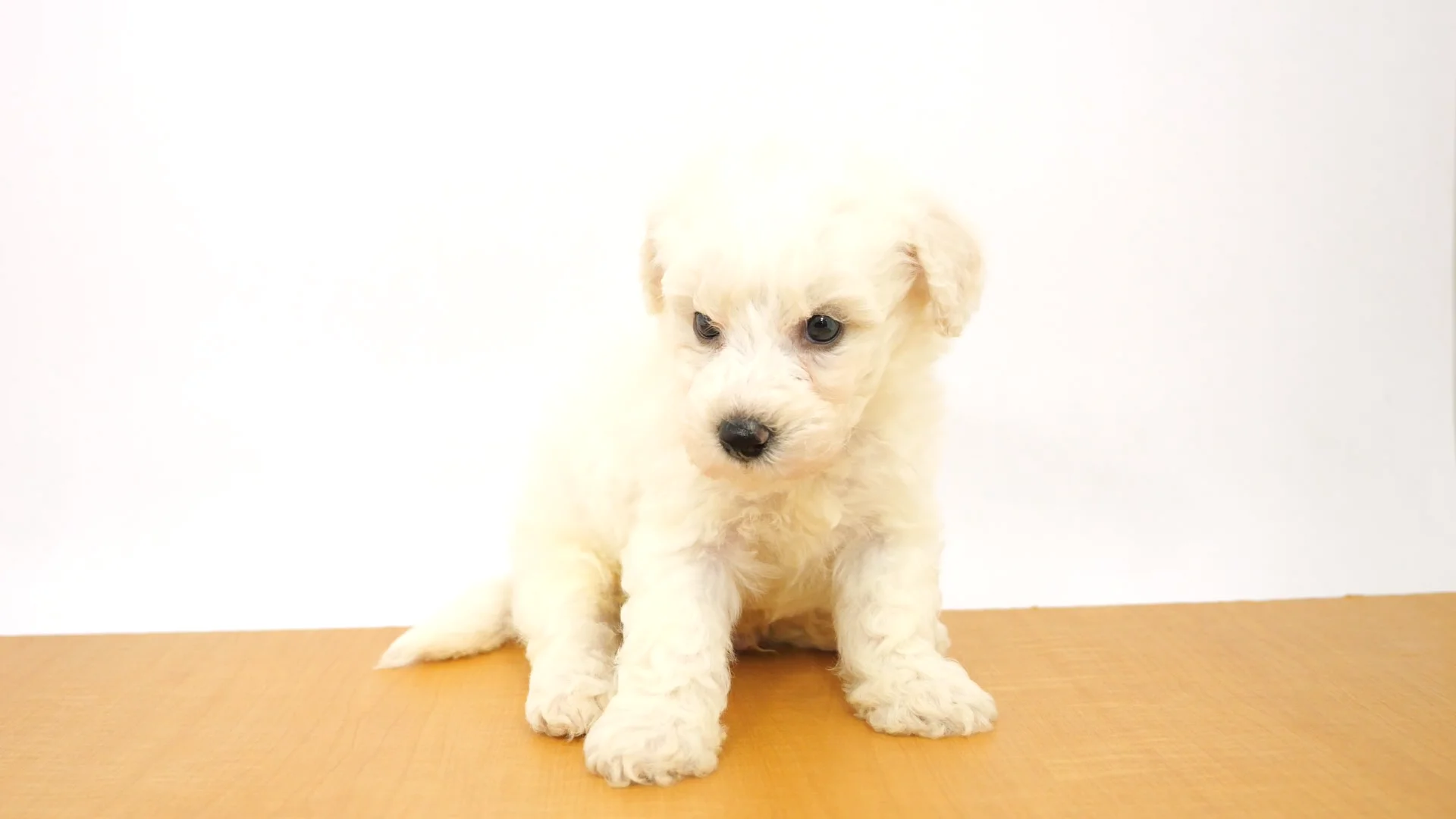 ☆白天狗☆ 様 【専用ページ】 Hopes shine like the stars！ | 【通販】雑貨とペット用品の