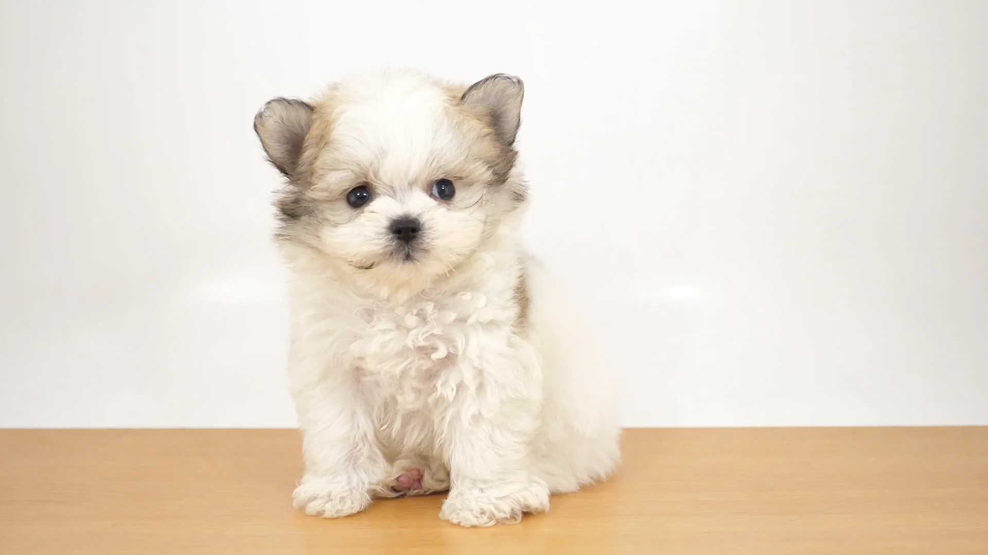 青い犬ページ 71Bh4F7GNhL._UF350,350_QL50_.jpg