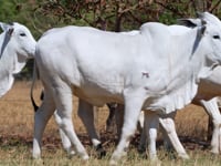 Lote 126