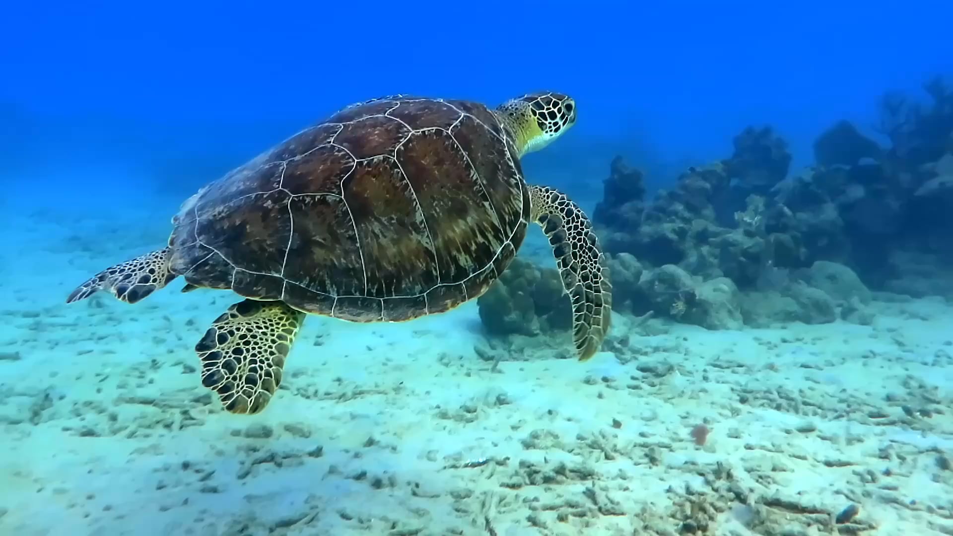 https://i.vimeocdn.com/video/2048090124-b198cefe3e1909365b3a8098408a951cf8e4ebb4730dfa1e67ae86637b4942f0-d