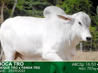 Lote 04