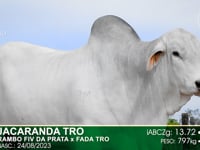 Lote 07