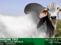 Lote 08