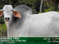 Lote 01