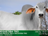 Lote 03
