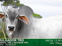 Lote 06