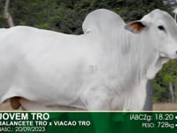 Lote 10