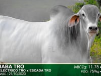 Lote 11
