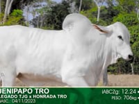 Lote 12